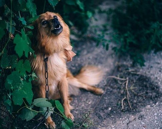 How Do Electric Dog Collars Work
