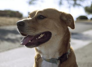 PetTech Dog Training Shock Collar