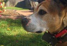 Different Types OF Dog Training Collars