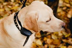 What are the best dog training collars