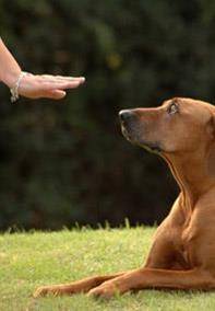 When to Start Dog Training