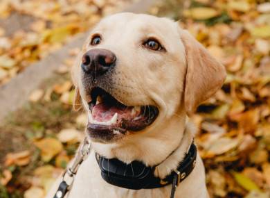 start shock collar training?