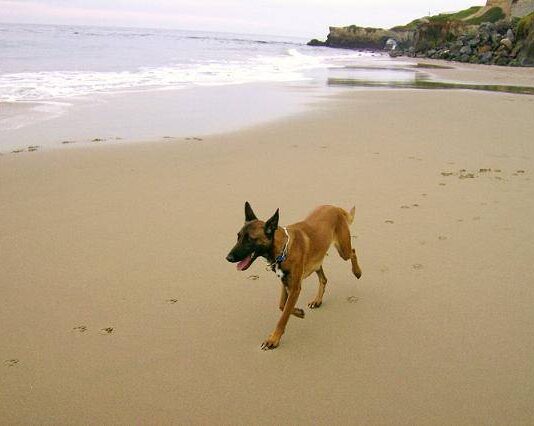 Off Leash Dog Training