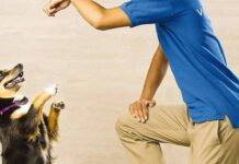 Petsmart dog training reviews