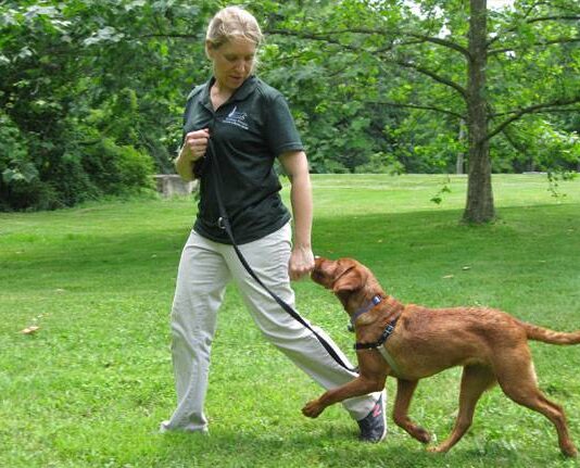 Teamworks dog