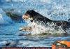 F-color Dog Training Collar Upgraded Waterproof Dog Shock Collar