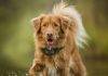 Slope hill dog training collar waterproof dog shock collar