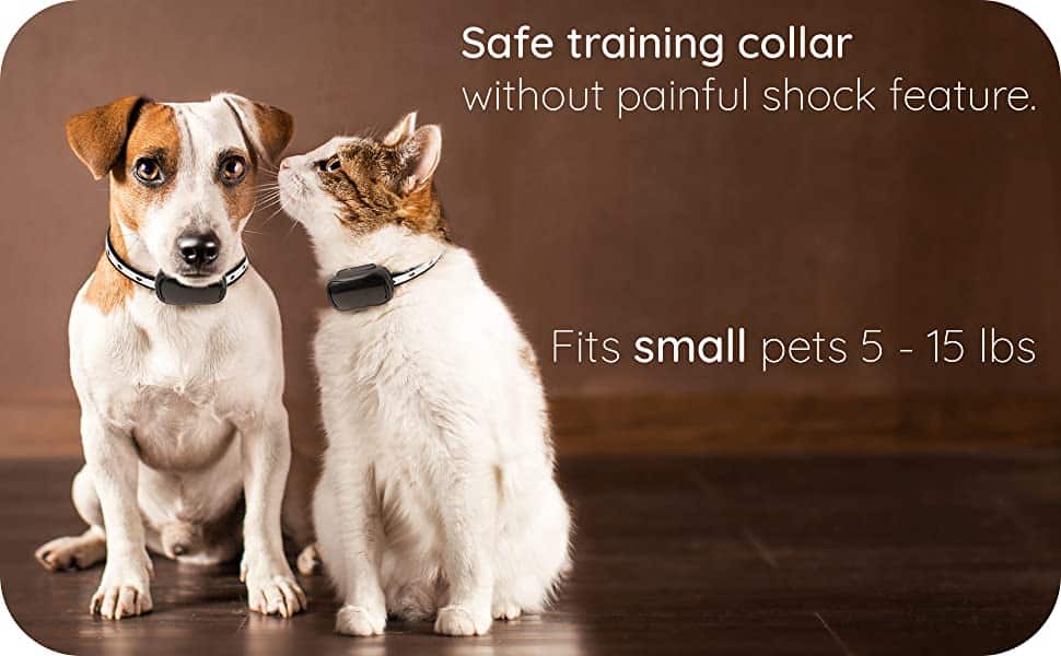 shock collar for jack russell terrier