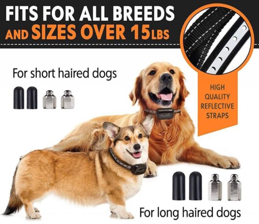 Pawious Bark Collar for Small Dogs 1