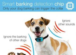 DogRook Bark Collar Review