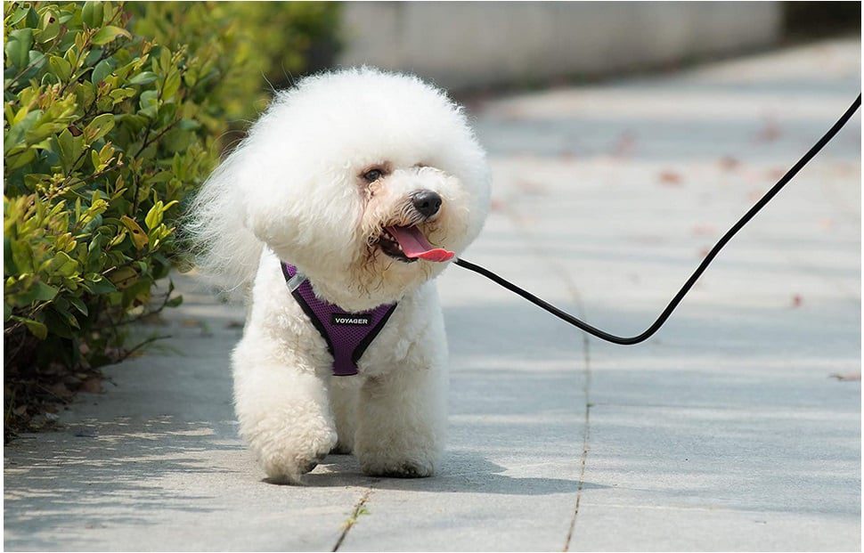 Voyager Step-in Air Dog Harness 