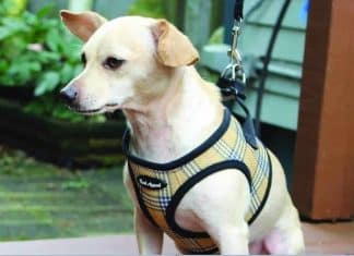 Best Velcro Dog Harness