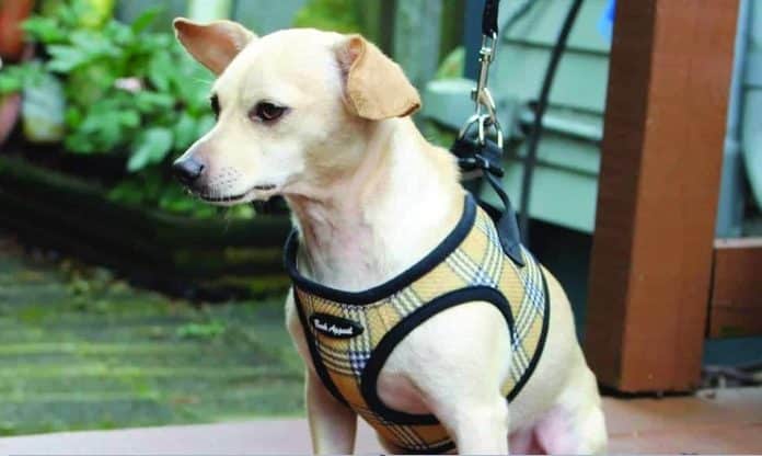 Best Velcro Dog Harness