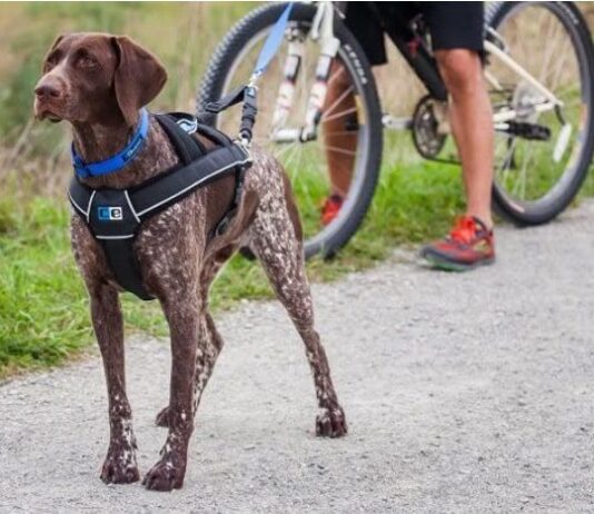 Canine Equipment Ultimate Pulling Dog Harness 2020