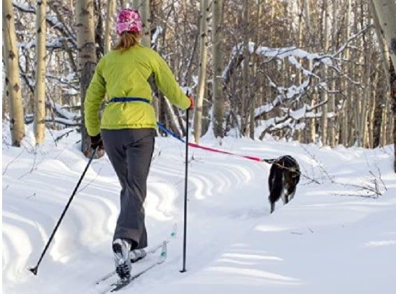 canine equipment ultimate pulling dog harness