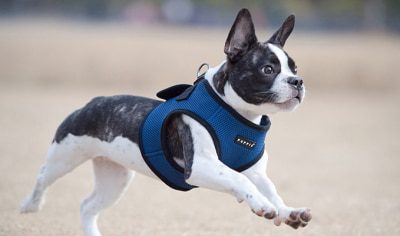 PUPPIA Soft Vest Harness