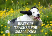 Best GPS Tracker For Small Dogs