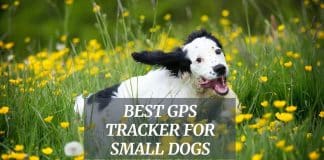 Best GPS Tracker For Small Dogs