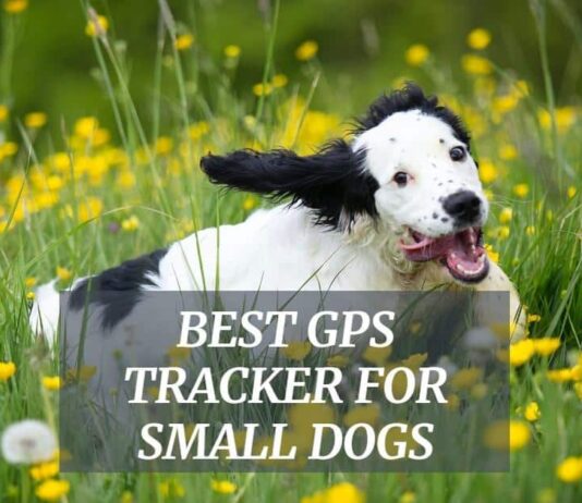 Best GPS Tracker For Small Dogs