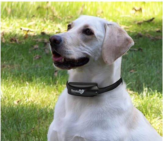 Havahart Wireless Dog fence