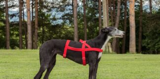 Sighthound Dog Harness