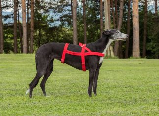 Sighthound Dog Harness