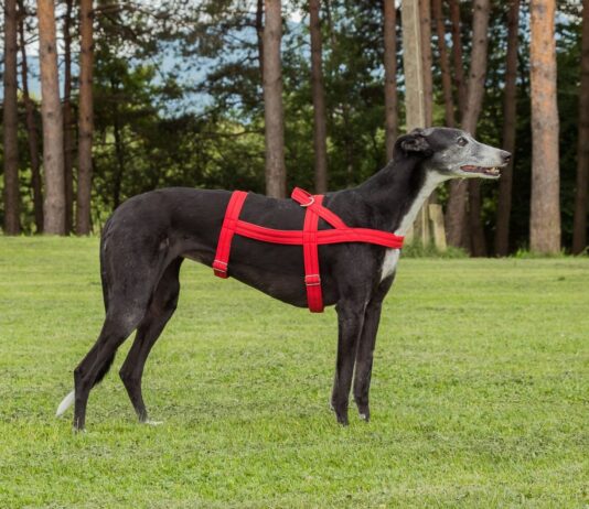 Sighthound Dog Harness