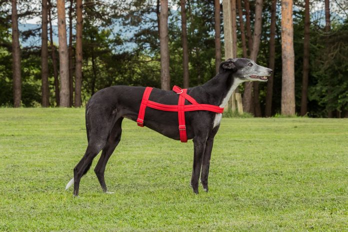 Sighthound Dog Harness