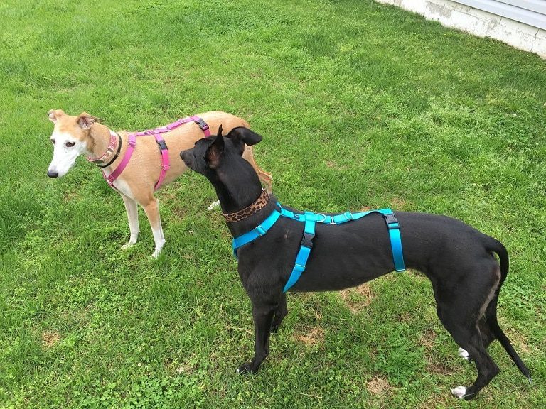 Spook Harness For Greyhounds 2020