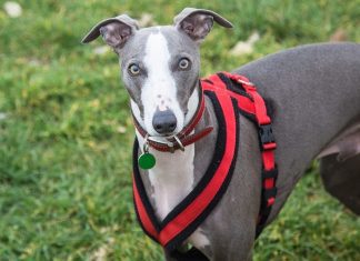 Spook Harness For Greyhounds