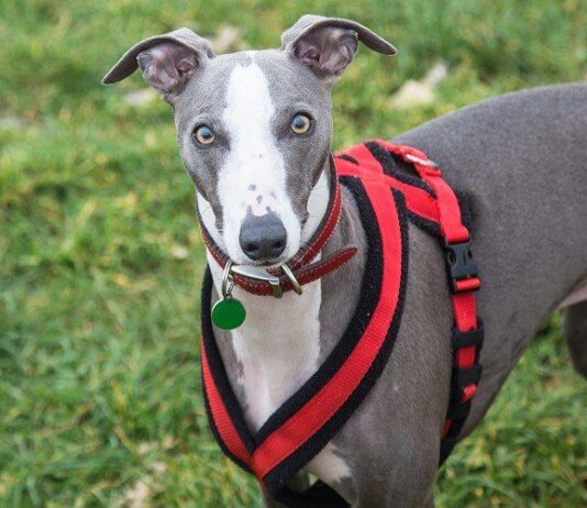 Spook Harness For Greyhounds
