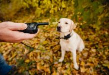 Best Shock Collar for Golden Retriever