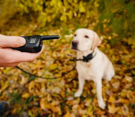 Best Shock Collar for Golden Retriever Best Shock Collar for Golden Retriever