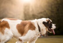 Shock Collar for Saint Bernard