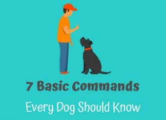 What Are The 7 Basic Dog Commands