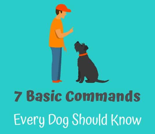 What Are The 7 Basic Dog Commands