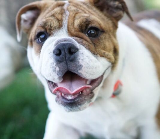 Best Bulldog Harness