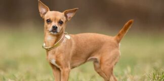 Best Chihuahua Barking Collar