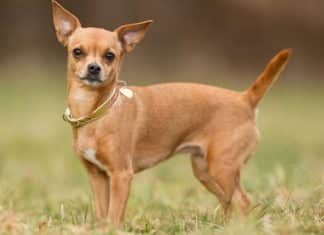 Best Chihuahua Barking Collar