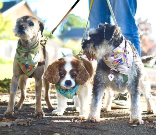 Dog Collar That Blows Air