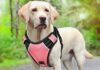 Dog Harness Amazon