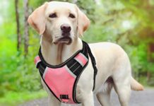 Dog Harness Amazon