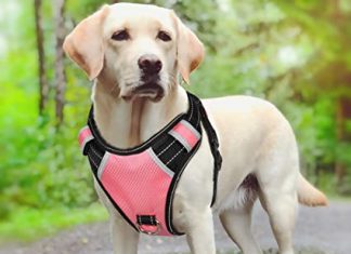 Dog Harness Amazon