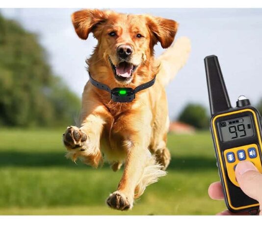 Eyeleaf Dog Training Collar