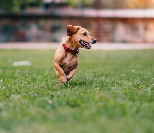 Strongest Ultrasonic Dog Repeller