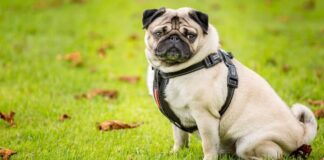 pug life harness reviews