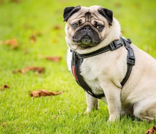 pug life harness reviews