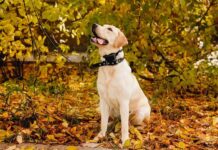 AUTHEN Dog Bark Collar Review