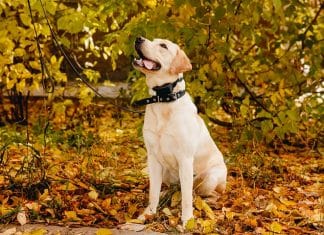 AUTHEN Dog Bark Collar Review
