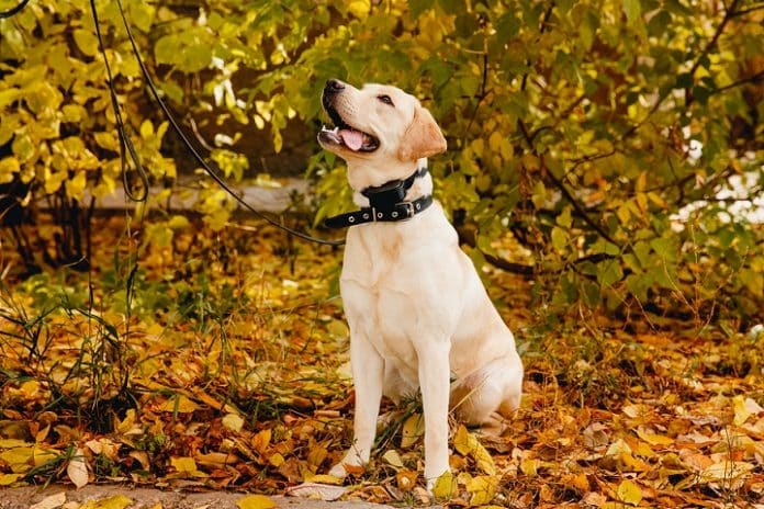 AUTHEN Dog Bark Collar Review